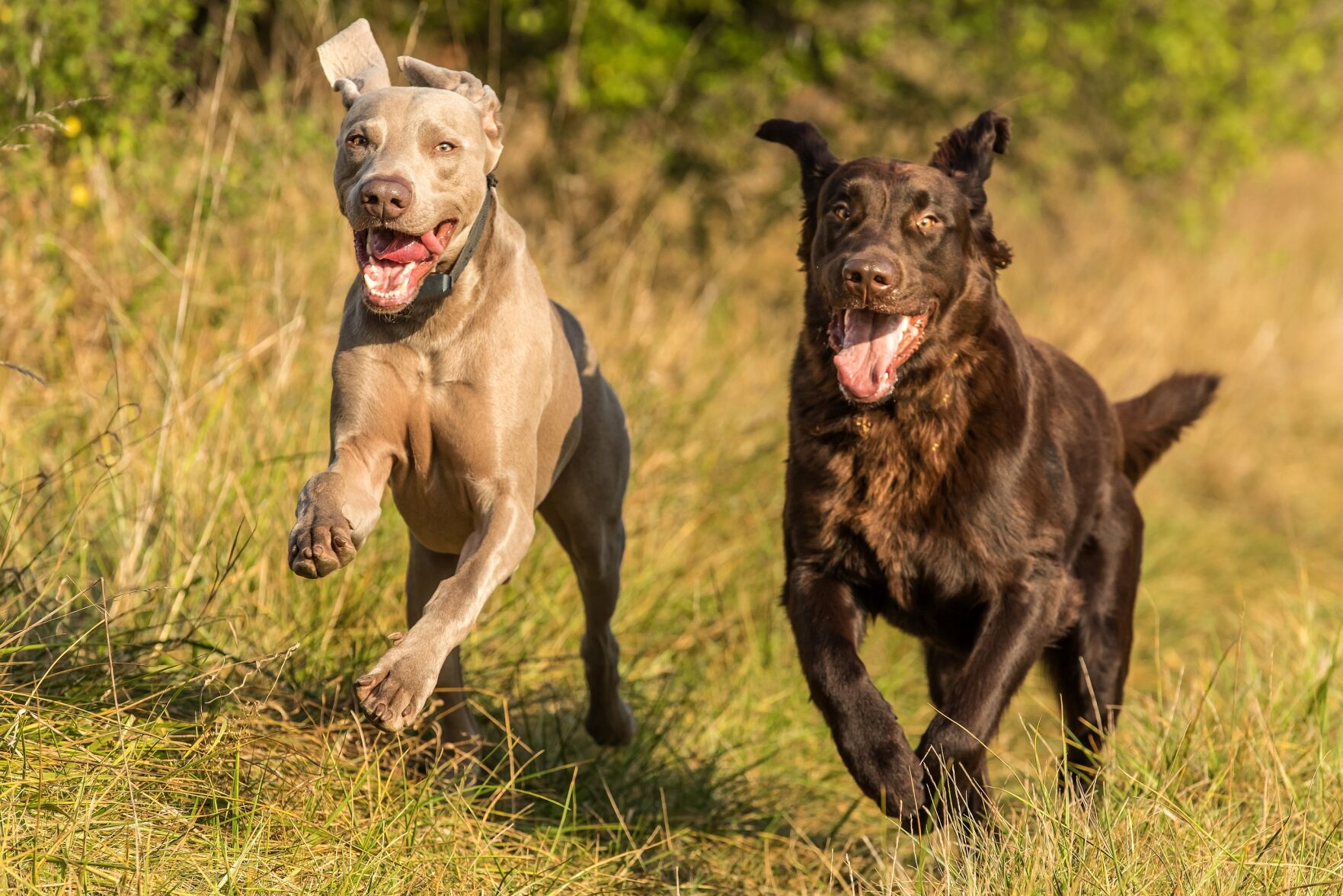 Weimaraner Dog With Retriever Run On A Meadow. Sunny Autumn Day For Hunting. Hunting Dogs. Happy Dog